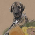 images/portfolio/image71_hundekunst-com_Tierportraits_Anja_Fuhrbach_Quadrifoglio-verde-Da-Vinci.jpg