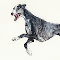 images/portfolio/image73_hundekunst-com_Tierportraits_Anja_Fuhrbach_Galgo_Espanol_Rauhaar_Farbstift.jpg