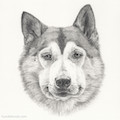 images/portfolio/image74_hundekunst-com_Tierportraits_Husky_Bleistift_Anja_Fuhrbach.jpg