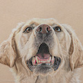 images/portfolio/image81_hundekunst-com_Tierportraits_Golden_Retriever_Anja_Fuhrbach.jpg