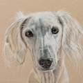 images/portfolio/image82_hundekunst-com_Tierportraits_Anja_Fuhrbach_Saluki_Please.jpg