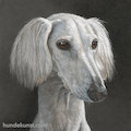 images/portfolio/image85_hundekunst-com_Tierportraits_cremeweisser_Saluki_Anja_Fuhrbach.jpg