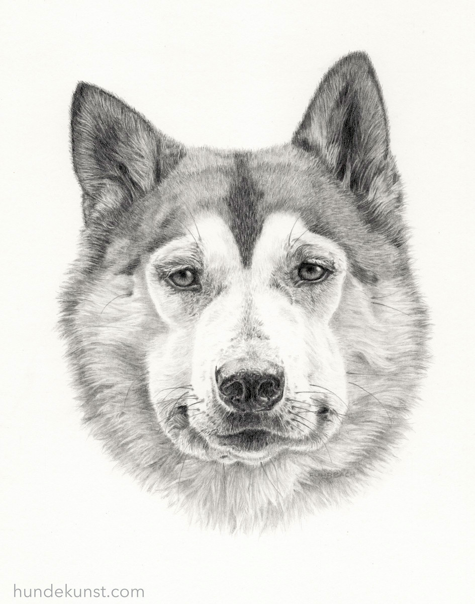 images/zeichnungen/hundekunst-com_Tierportraits_Alaskan_Malamute_Bleistift_Anja_Fuhrbach.jpg#joomlaImage://local-images/zeichnungen/hundekunst-com_Tierportraits_Alaskan_Malamute_Bleistift_Anja_Fuhrbach.jpg?width=945&height=1200
