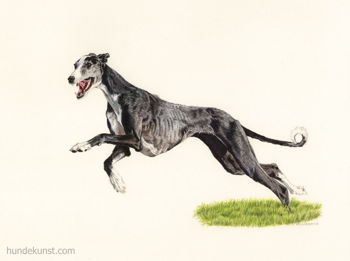 images/zeichnungen/hundekunst-com_Tierportraits_Anja_Fuhrbach_%20Rauhaar-Galgo.jpg#joomlaImage://local-images/zeichnungen/hundekunst-com_Tierportraits_Anja_Fuhrbach_ Rauhaar-Galgo.jpg?width=1200&height=896