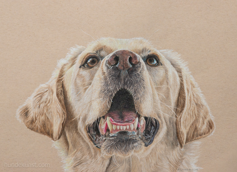 images/zeichnungen/hundekunst-com_Tierportraits_Anja_Fuhrbach_Golden_Retriever.jpg#joomlaImage://local-images/zeichnungen/hundekunst-com_Tierportraits_Anja_Fuhrbach_Golden_Retriever.jpg?width=800&height=582