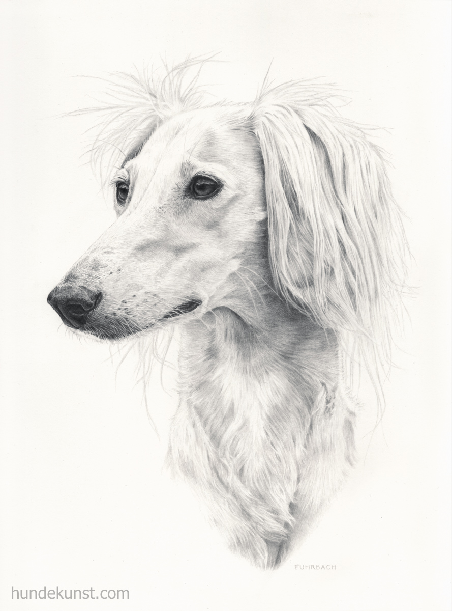images/zeichnungen/hundekunst-com_Tierportraits_Anja_Fuhrbach_Saluki_Fee_Bleistift.jpg#joomlaImage://local-images/zeichnungen/hundekunst-com_Tierportraits_Anja_Fuhrbach_Saluki_Fee_Bleistift.jpg?width=889&height=1200