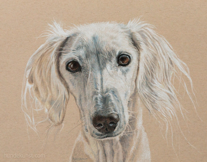 images/zeichnungen/hundekunst-com_Tierportraits_Anja_Fuhrbach_Saluki_Please.jpg#joomlaImage://local-images/zeichnungen/hundekunst-com_Tierportraits_Anja_Fuhrbach_Saluki_Please.jpg?width=800&height=625