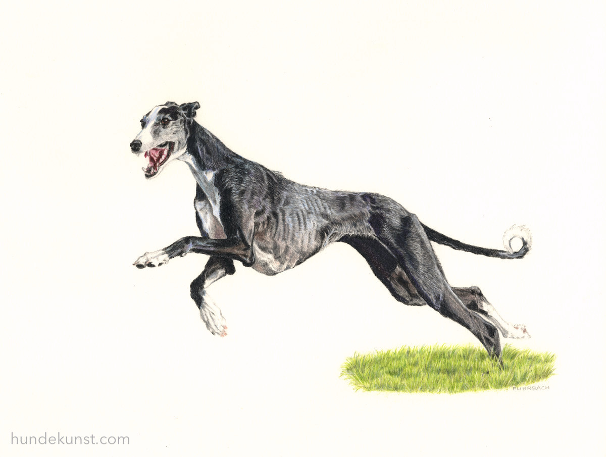 images/zeichnungen/hundekunst-com_Tierportraits_Galgo_Espanol_Rauhaar_Farbstift_Anja_Fuhrbach.jpg#joomlaImage://local-images/zeichnungen/hundekunst-com_Tierportraits_Galgo_Espanol_Rauhaar_Farbstift_Anja_Fuhrbach.jpg?width=1200&height=905