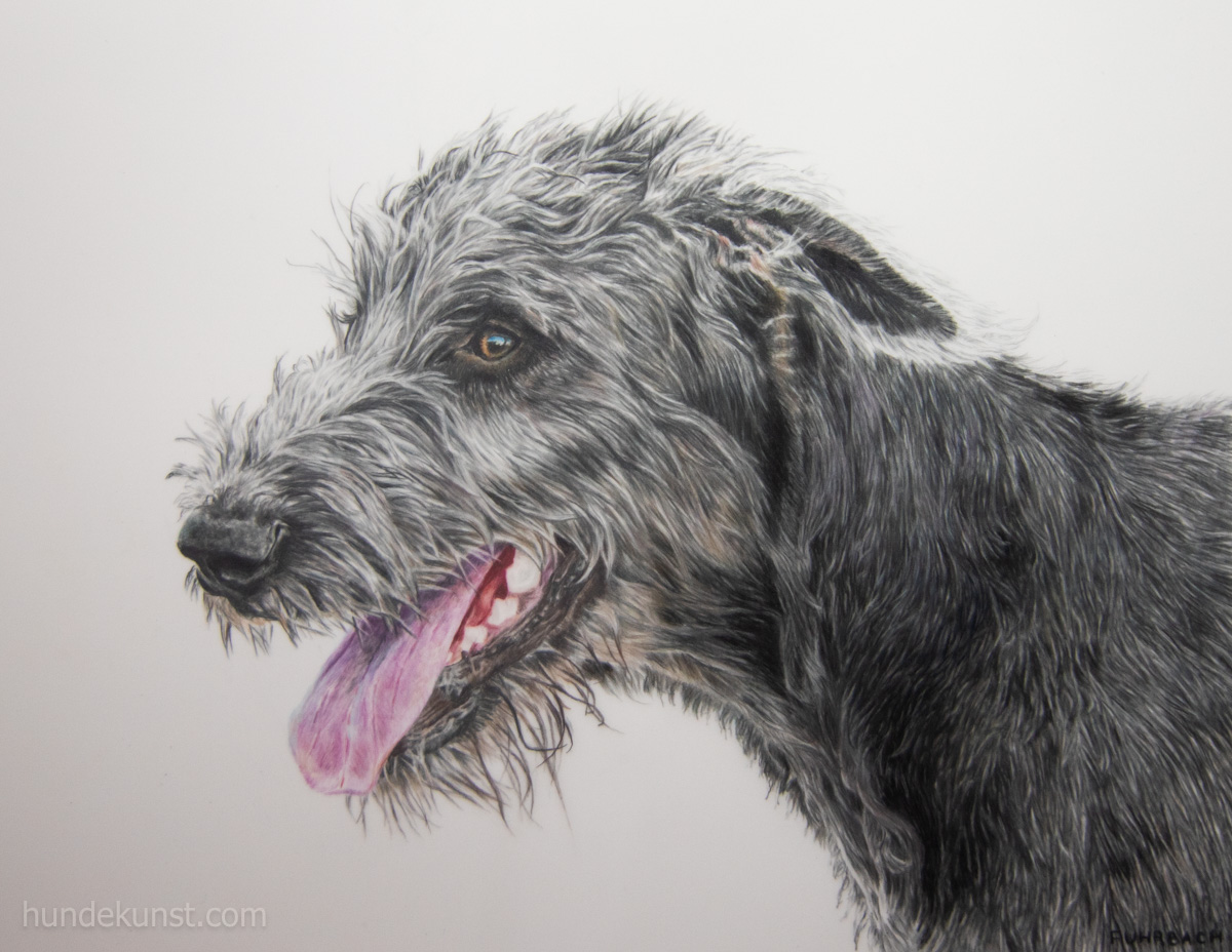 images/zeichnungen/hundekunst-com_Tierportraits_Irish_Wolfhound_Anja_Fuhrbach_260322.jpg#joomlaImage://local-images/zeichnungen/hundekunst-com_Tierportraits_Irish_Wolfhound_Anja_Fuhrbach_260322.jpg?width=1200&height=928